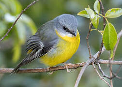 Eastern Yellow Robin