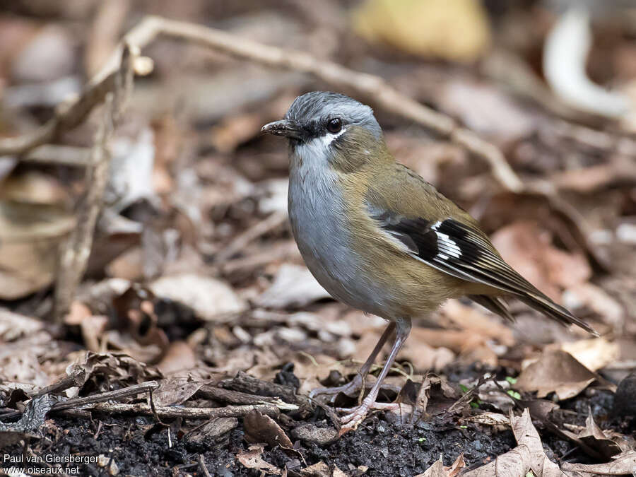 Grey-headed Robinadult, identification