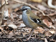 Grey-headed Robin