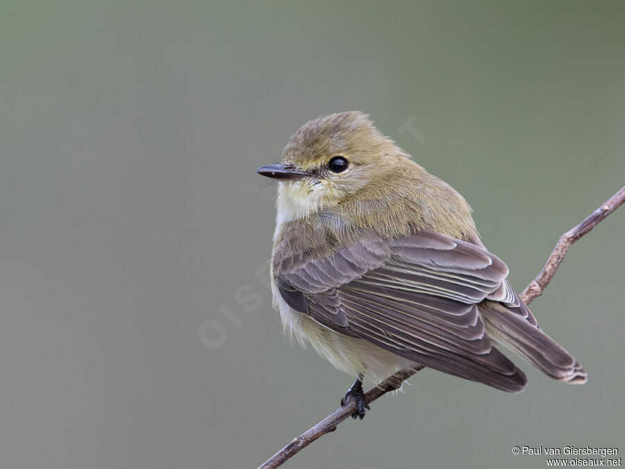 Lemon-bellied Flyrobinadult