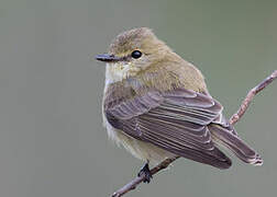 Lemon-bellied Flyrobin