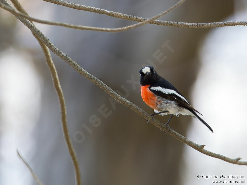 Scarlet Robin