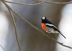 Scarlet Robin