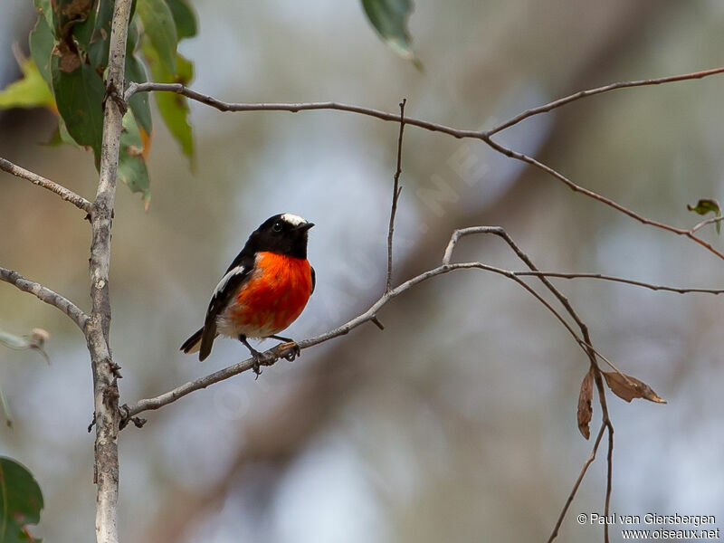 Scarlet Robin