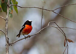 Scarlet Robin