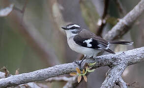 White-browed Robin