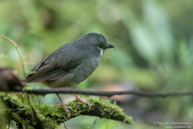 Ashy Robin