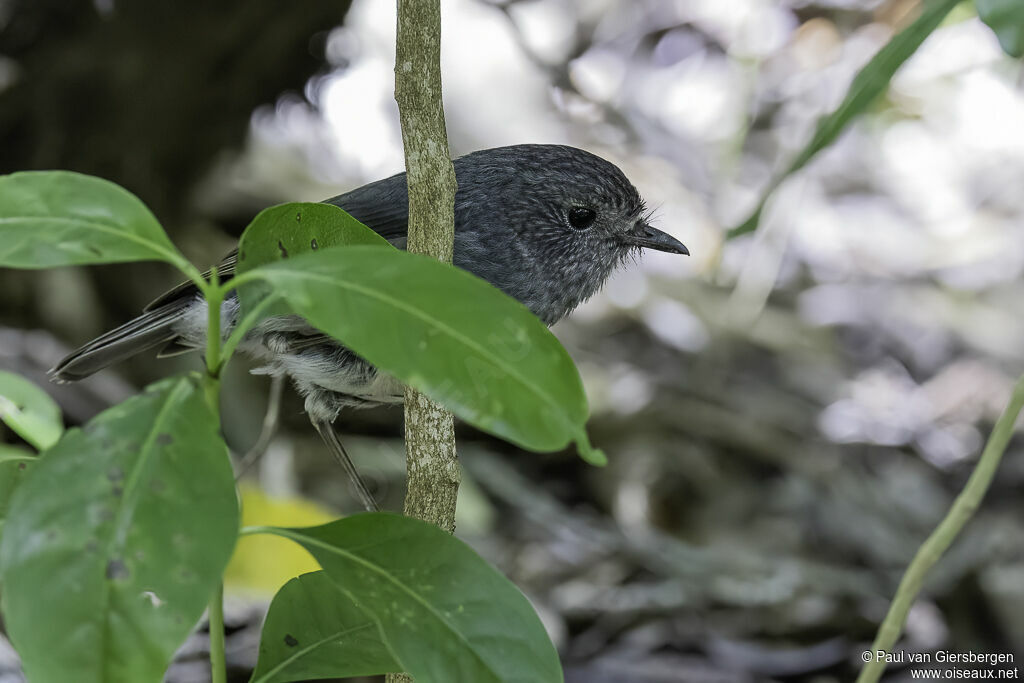 North Island Robinadult