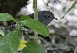 North Island Robin