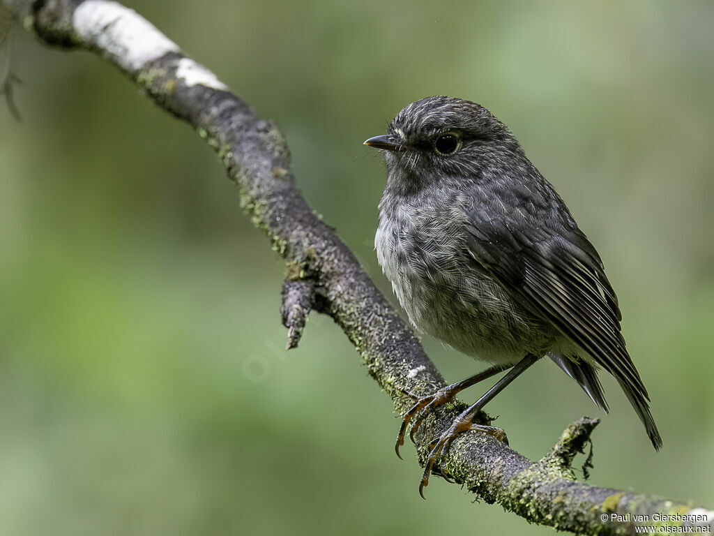 North Island Robinjuvenile