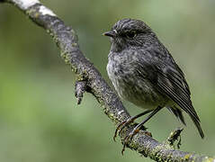 North Island Robin