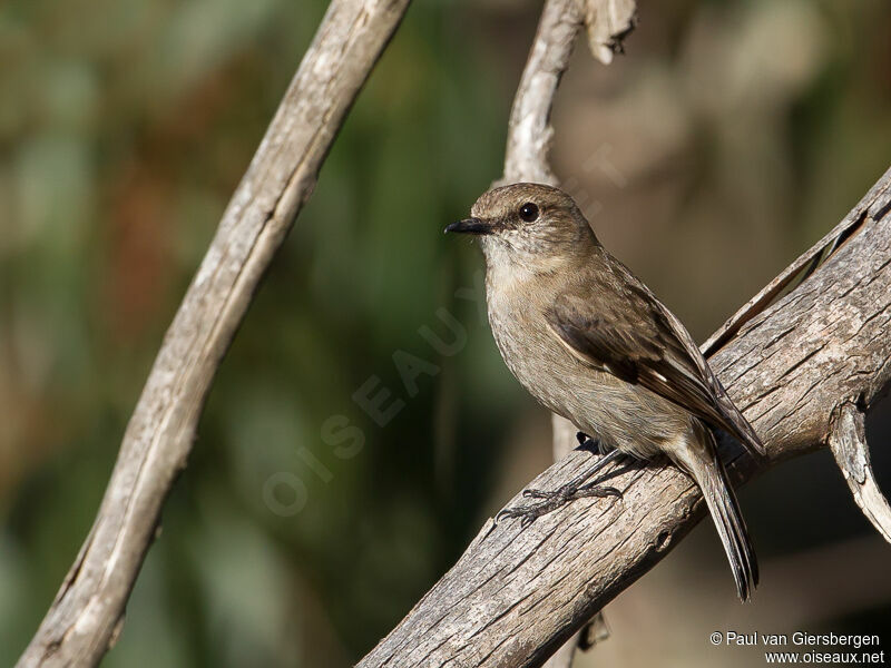 Dusky Robin