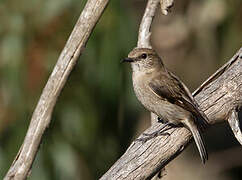 Dusky Robin