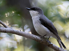 Mangrove Robin