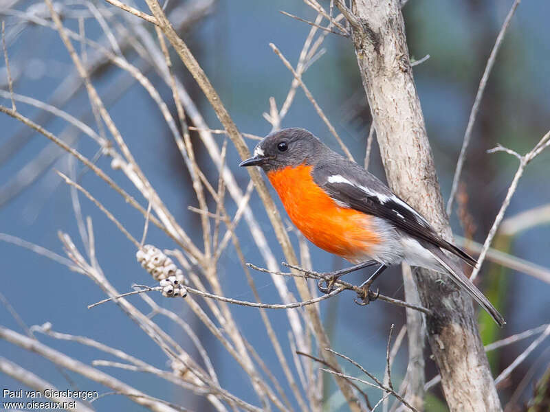 Flame Robin male adult