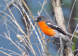 Flame Robin