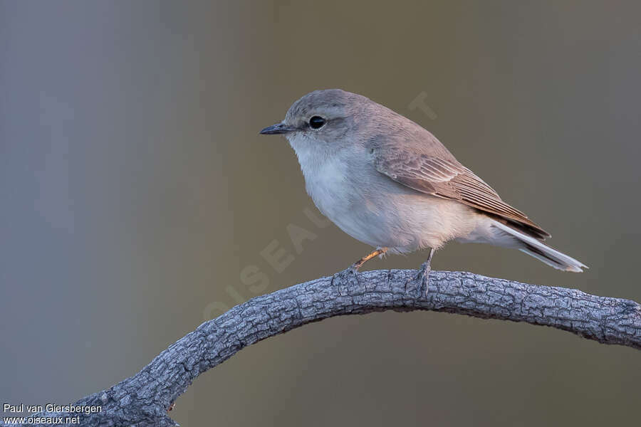 Jacky Winteradult, identification