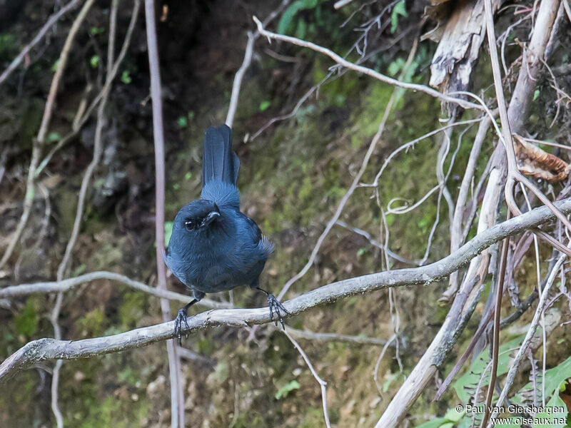 Slaty Robin