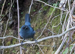 Slaty Robin