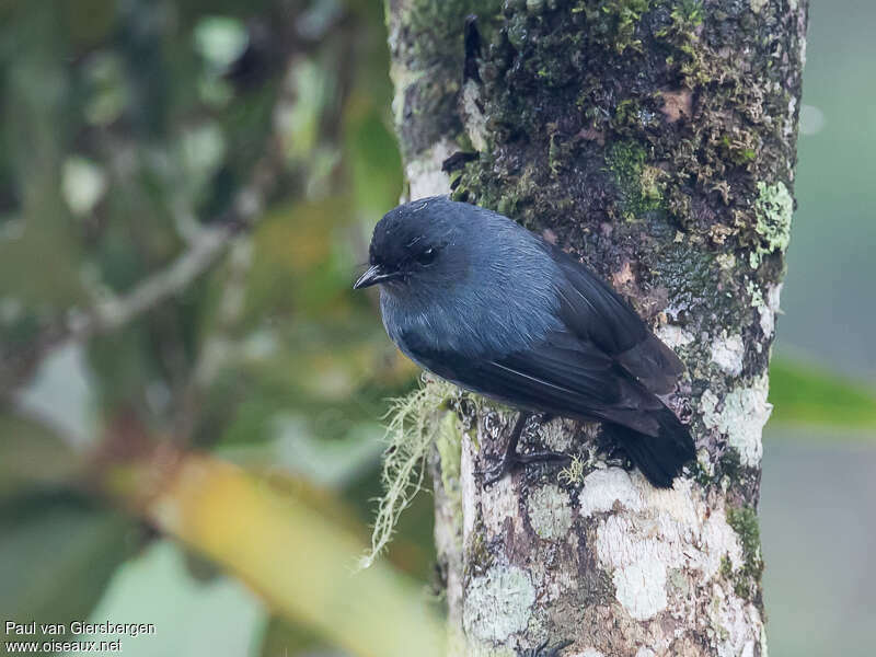 Slaty Robinadult, habitat