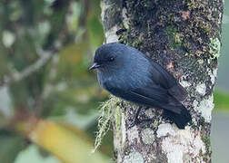 Slaty Robin