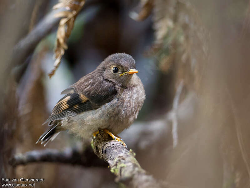 Miro incarnatjuvénile, identification