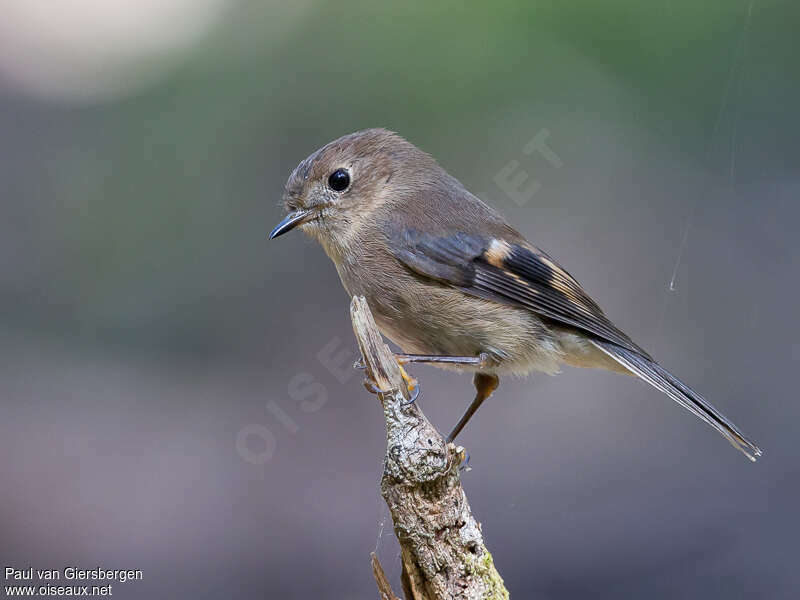 Pink Robin female adult, identification