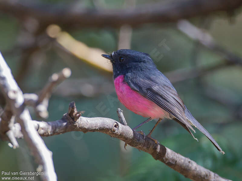 Pink Robin male adult, identification