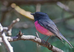 Pink Robin