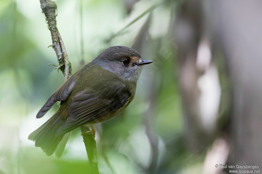 Pale-yellow Robinadult