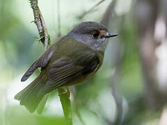 Pale-yellow Robin