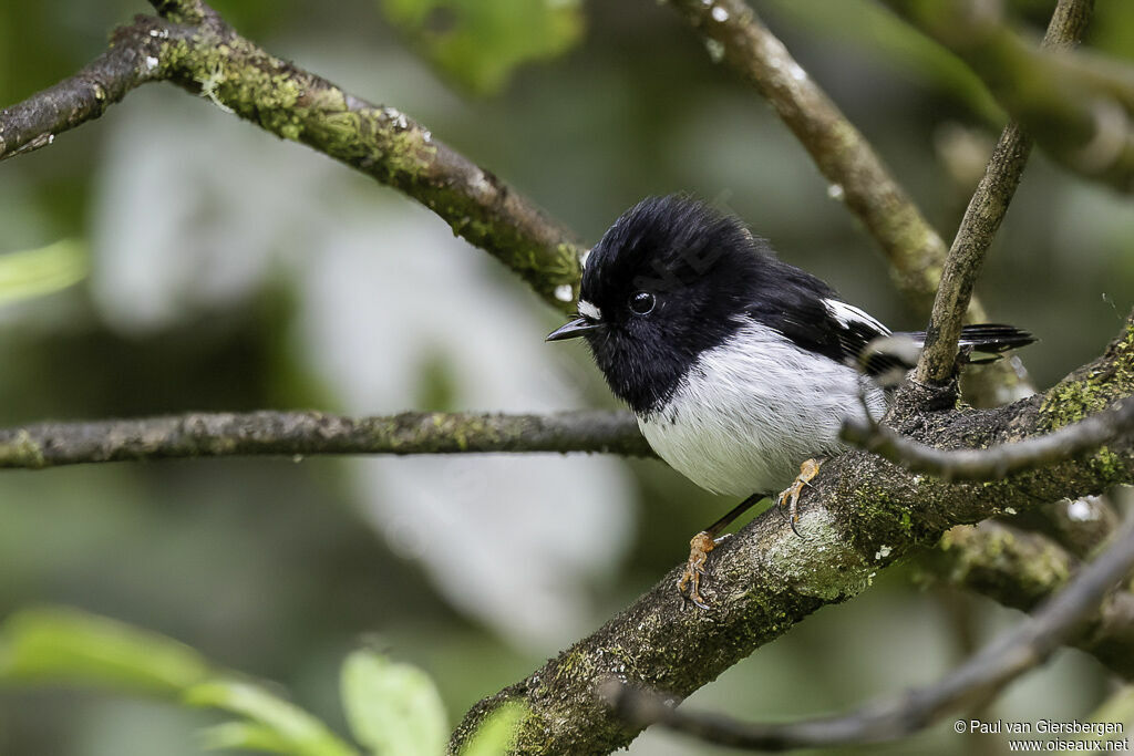 Tomtit male adult