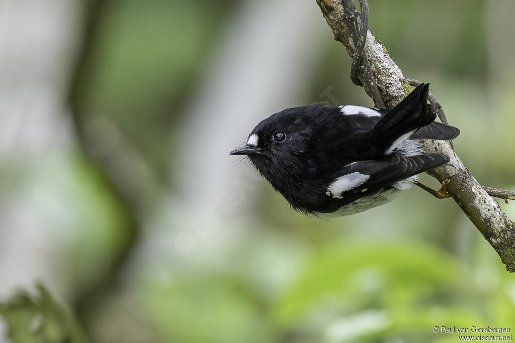 Tomtit male adult