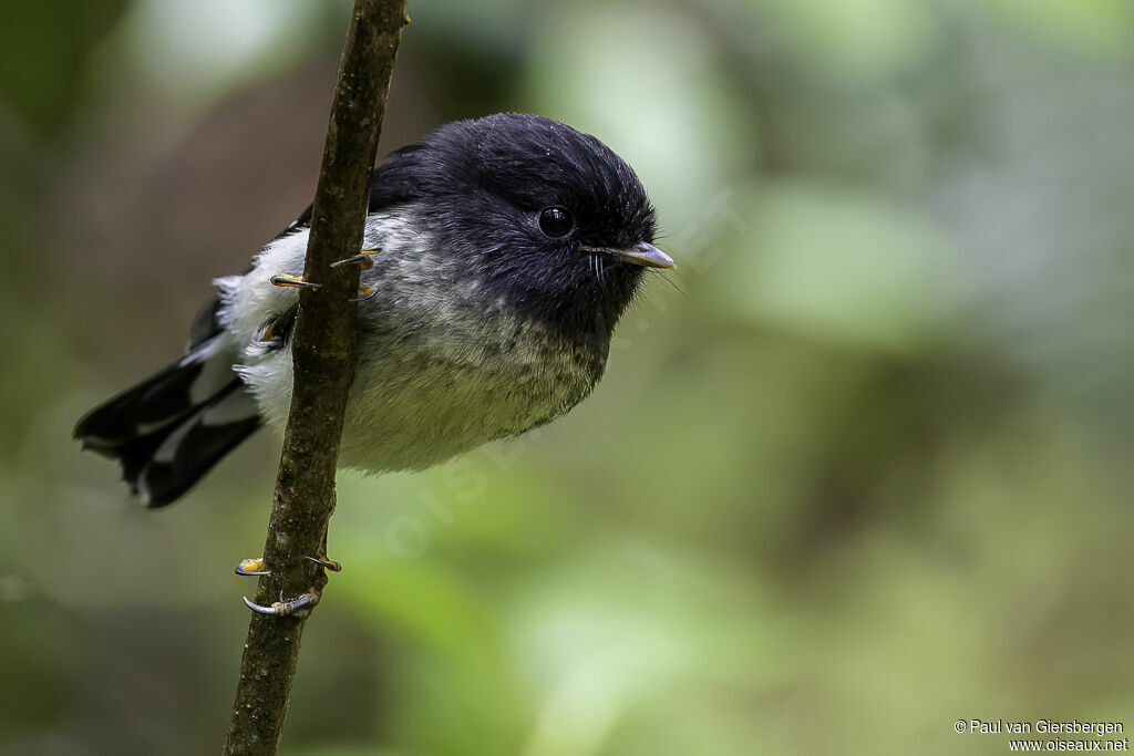 Tomtit male adult