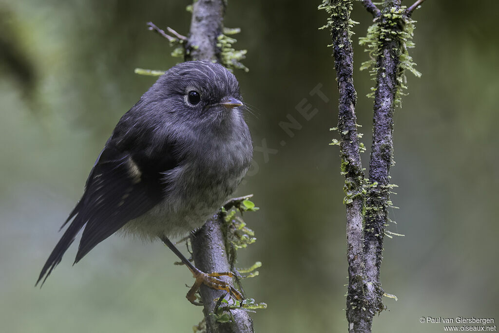 Tomtit female adult