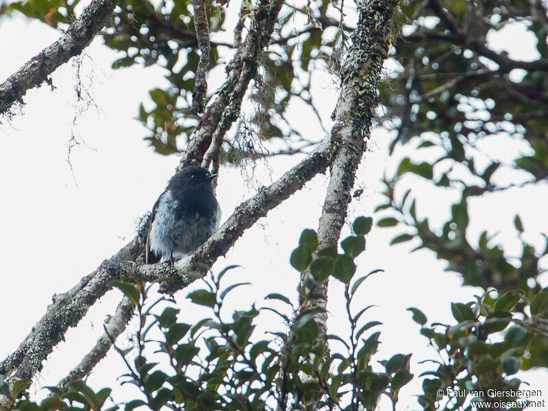 Mountain Robin