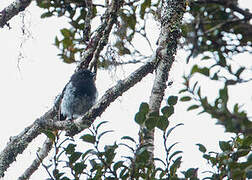 Mountain Robin