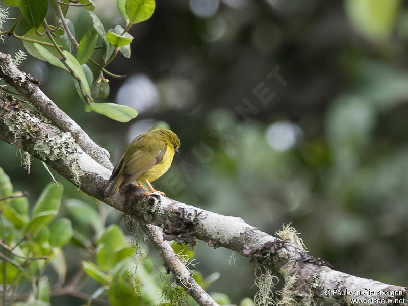 Canary Flyrobinadult