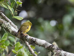 Canary Flyrobin