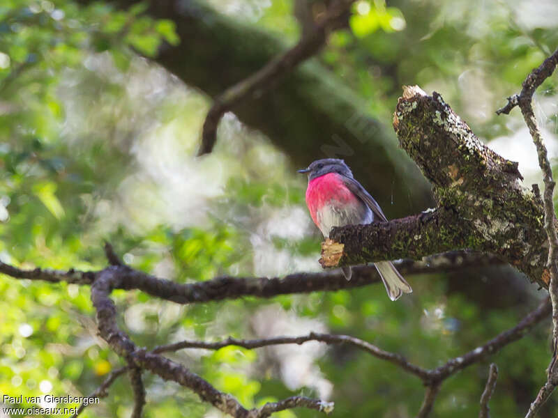 Rose Robin male adult, habitat, pigmentation