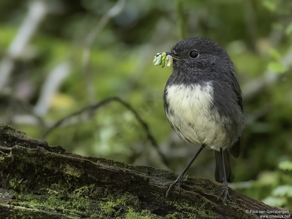 South Island Robin male adult