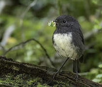 South Island Robin