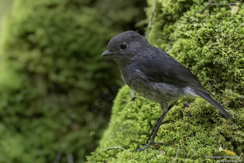 South Island Robin female adult