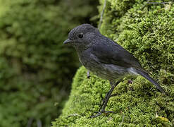 South Island Robin