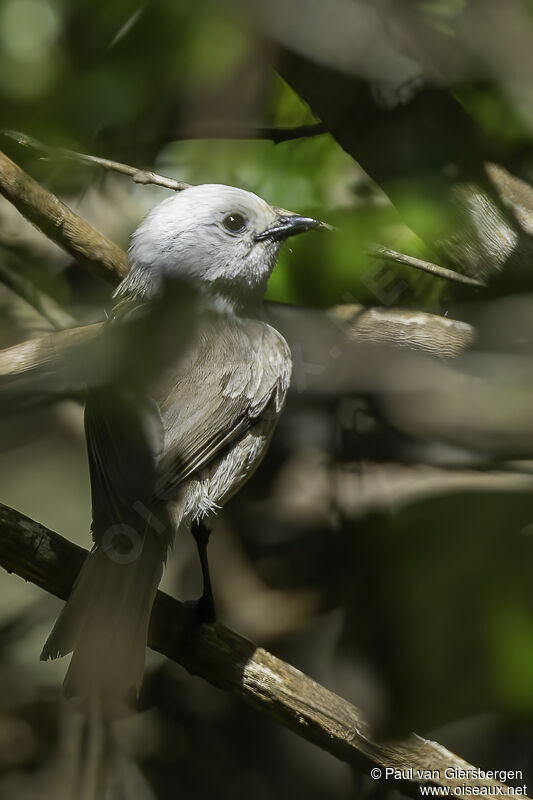 Mohoua à tête blancheadulte