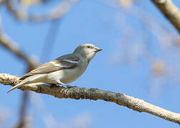 Yellow-throated Sparrow