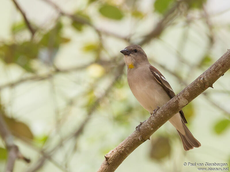 Moineau à gorge jaune