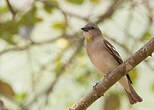 Moineau à gorge jaune