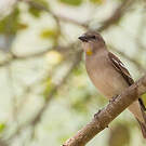 Moineau à gorge jaune