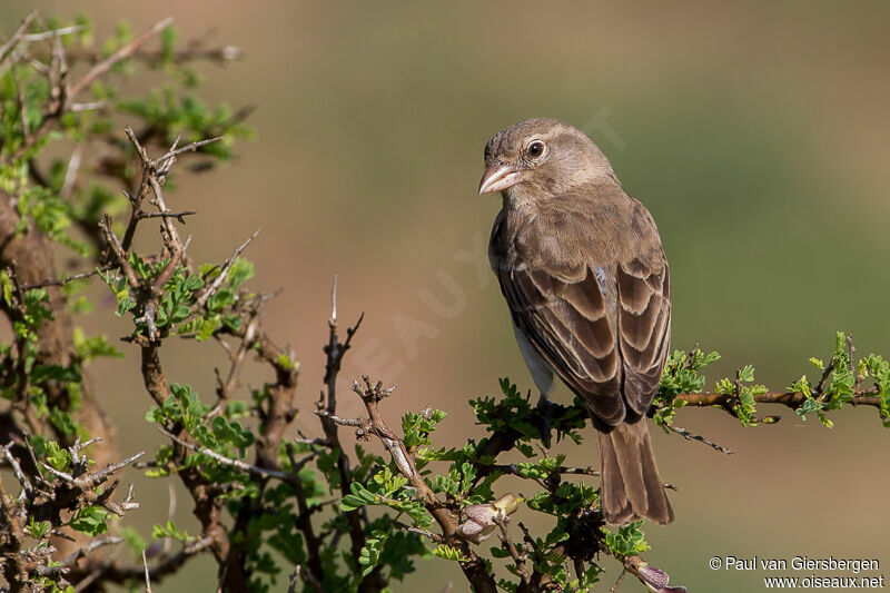 Moineau à point jauneadulte